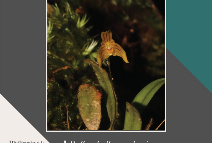 New publication co-authored by DB Faculty entitled “Two new species of Bulbophyllum (Orchidaceae, sect. Polymeres) from Pantabangan-Carranglan Watershed Forest Reserve, Luzon Island, Philippines”
